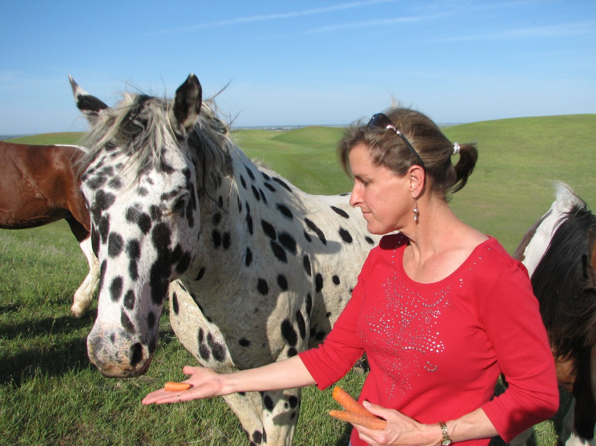 My black-spotted stallion