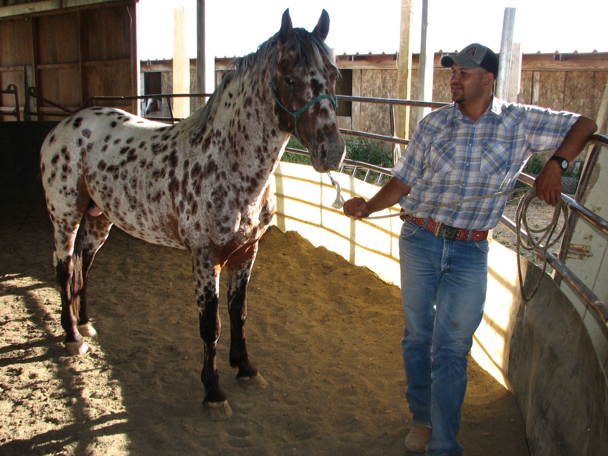 Our brown-spotted stallion